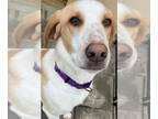 English Foxhound Mix DOG FOR ADOPTION RGADN-1380611 - Lemo - Foxhound / Terrier
