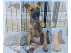 Black Mouth Cur Mix DOG FOR ADOPTION RGADN-1380624 - Kira - Black Mouth Cur /