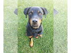 Rottweiler Mix DOG FOR ADOPTION RGADN-1380630 - Winnie - Rottweiler / Mixed