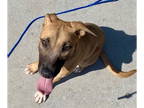 Black Mouth Cur DOG FOR ADOPTION RGADN-1380642 - BABY GIRL - Black Mouth Cur