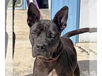 American Pit Bull Terrier DOG FOR ADOPTION RGADN-1380649 - Moo Moo - Pit Bull