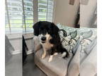 Border Collie Mix DOG FOR ADOPTION RGADN-1380651 - Horatio - Border Collie /