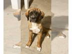 Saint Bernard DOG FOR ADOPTION RGADN-1380652 - Daphne - Saint Bernard / Mastiff