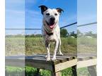 Pointer Mix DOG FOR ADOPTION RGADN-1380662 - PTH Spotty - Pointer / Mixed (short