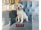 Beagle Mix DOG FOR ADOPTION RGADN-1380681 - Spice Litter - Sage - Beagle / Mixed