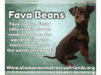 Miniature Pinscher Mix DOG FOR ADOPTION RGADN-1380688 - Little beans: Fava -