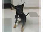 German Shepherd Dog Mix DOG FOR ADOPTION RGADN-1380716 - SHEENA - German