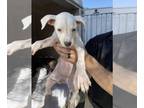 American Pit Bull Terrier DOG FOR ADOPTION RGADN-1380730 - A442055 - Pit Bull
