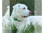 Mix DOG FOR ADOPTION RGADN-1380758 - Albi - Akbash (medium coat) Dog For