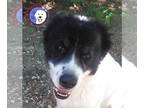 Great Pyrenees DOG FOR ADOPTION RGADN-1380785 - Dubois - Great Pyrenees /