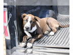Huskies -Staffordshire Bull Terrier Mix DOG FOR ADOPTION RGADN-1380809 - Chewy -