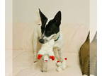 Rat Terrier Mix DOG FOR ADOPTION RGADN-1380860 - Duke of Earl - Rat Terrier /