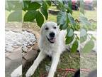 Great Pyrenees DOG FOR ADOPTION RGADN-1380868 - Knuckles - Great Pyrenees (long