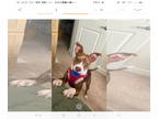 Mix DOG FOR ADOPTION RGADN-1380874 - Lady Layla - Feist Dog For Adoption