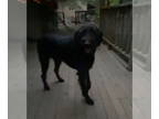 Poodle (Standard) DOG FOR ADOPTION RGADN-1380883 - Sue - Poodle (Standard) /