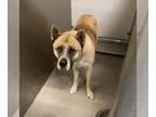 Akita Mix DOG FOR ADOPTION RGADN-1380885 - *RUCKUS - Akita / Mixed (medium coat)