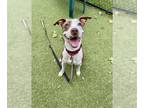 Treeing Walker Coonhound Mix DOG FOR ADOPTION RGADN-1380891 - GINGER - Treeing
