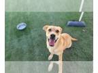 Labrador Retriever DOG FOR ADOPTION RGADN-1380898 - LEENA - Labrador Retriever