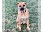 German Shepherd Dog-Mastiff Mix DOG FOR ADOPTION RGADN-1380914 - Meadow - German