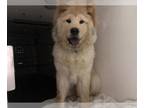 Chow Chow Mix DOG FOR ADOPTION RGADN-1380946 - BAO - Chow Chow / Mixed (medium