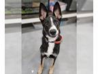 Border Collie-Huskies Mix DOG FOR ADOPTION RGADN-1380961 - Champ - Border Collie