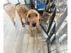 Coonhound-Saint Bernard Mix DOG FOR ADOPTION RGADN-1380970 - Salus - Saint