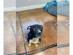 Bullboxer Pit DOG FOR ADOPTION RGADN-1380976 - Cheerio - Pit Bull Terrier /