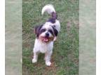 Shih Tzu Mix DOG FOR ADOPTION RGADN-1380989 - Blake - Shih Tzu / Mixed Dog For