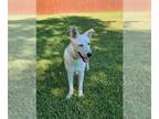 Huskies -Labrador Retriever Mix DOG FOR ADOPTION RGADN-1380993 - Blueberry -