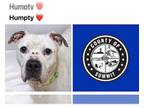 Bullboxer Pit DOG FOR ADOPTION RGADN-1381019 - HUMPTY - Pit Bull Terrier / Boxer