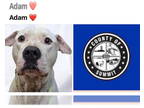 Dogo Argentino Mix DOG FOR ADOPTION RGADN-1381028 - ADAM - Dogo Argentino /