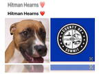 Boxer DOG FOR ADOPTION RGADN-1381034 - HITMAN HEARNS - Boxer (short coat) Dog