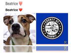 Boxer DOG FOR ADOPTION RGADN-1381035 - BEATRICE - Boxer (medium coat) Dog For