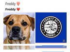 Boxer DOG FOR ADOPTION RGADN-1381040 - FREDDY - Boxer (medium coat) Dog For