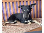 Whippet DOG FOR ADOPTION RGADN-1381046 - **COMET** - Whippet (medium coat) Dog