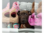 Mastiff Mix DOG FOR ADOPTION RGADN-1381052 - Warlock - Mastiff / Mixed (short