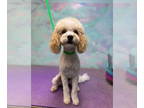 Cockapoo-Poodle (Miniature) Mix DOG FOR ADOPTION RGADN-1381054 - Doug - Cockapoo