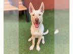 Carolina Dog-Labrador Retriever Mix DOG FOR ADOPTION RGADN-1381124 - OWEN WILSON