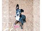 Border Collie Mix DOG FOR ADOPTION RGADN-1381131 - Ramona - Border Collie /