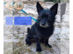 Pom-A-Poo DOG FOR ADOPTION RGADN-1381135 - Buddha - Pomeranian / Poodle