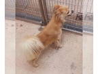 Spaniel Mix DOG FOR ADOPTION RGADN-1381136 - Found-Male Spaniel? mix - Spaniel /