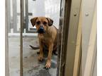 Black Mouth Cur Mix DOG FOR ADOPTION RGADN-1381139 - TRUFFLE - Black Mouth Cur /