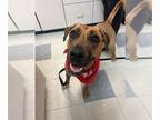 Labrador Retriever Mix DOG FOR ADOPTION RGADN-1381141 - LOANIE - Labrador