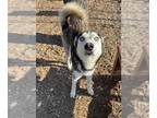 Huskies Mix DOG FOR ADOPTION RGADN-1381151 - ZIP - Husky / Mixed (medium coat)