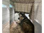 Alaskan Malamute Mix DOG FOR ADOPTION RGADN-1381209 - OTHELLO - Alaskan Malamute