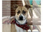Anatolian Shepherd-Black Mouth Cur Mix DOG FOR ADOPTION RGADN-1381211 - Benji -