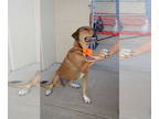 Coonhound Mix DOG FOR ADOPTION RGADN-1381214 - Sadie - Hound / Coonhound / Mixed