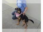 Rottweiler Mix DOG FOR ADOPTION RGADN-1381215 - Roscoe - Rottweiler / Mixed Dog