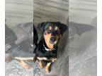 Rottweiler DOG FOR ADOPTION RGADN-1381231 - Willow - Rottweiler / Labrador