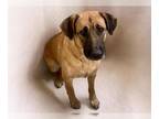 Labrador Retriever DOG FOR ADOPTION RGADN-1381242 - SAJAH - Labrador Retriever
